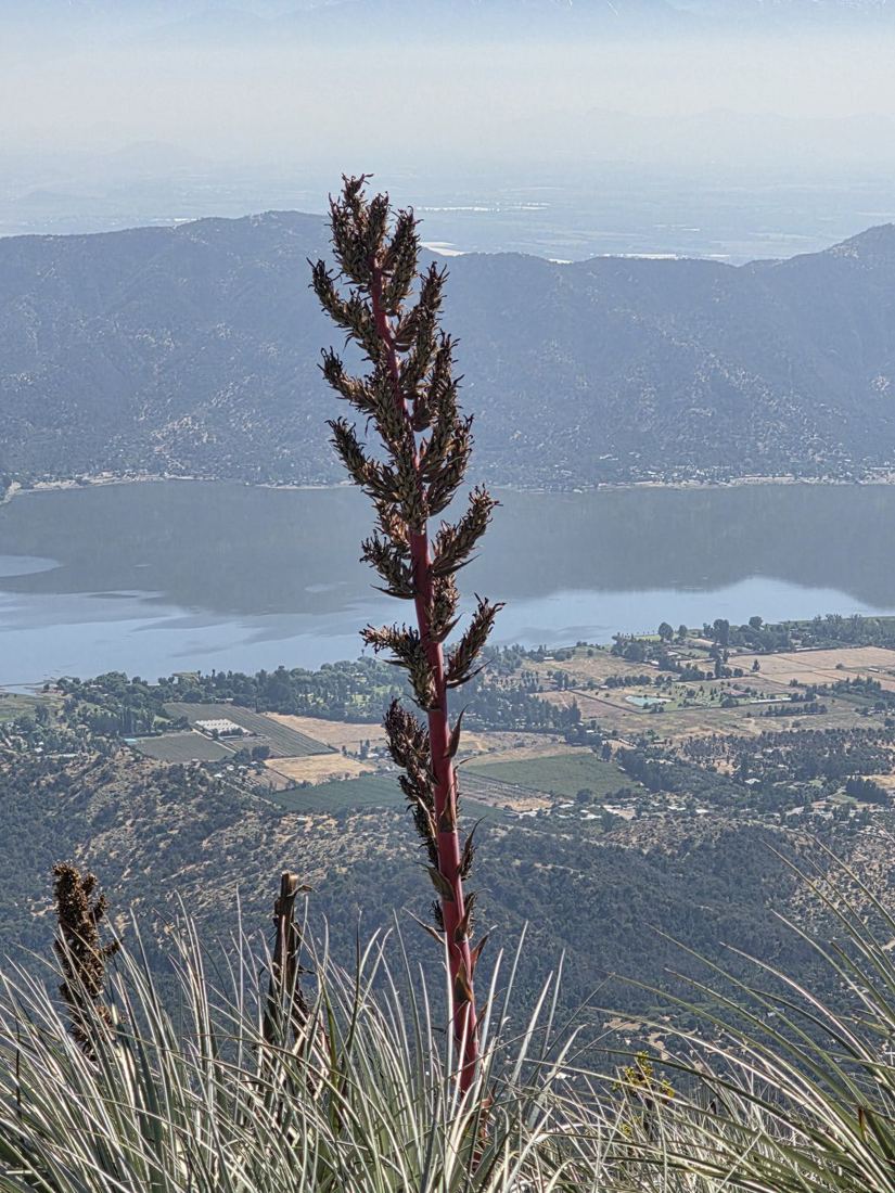 Chagual en flor con la laguna al fondo